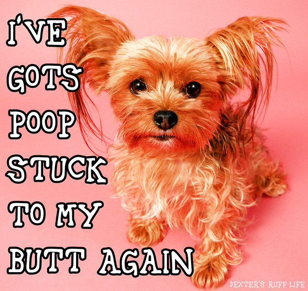 Variants.... senseless. poop stuck in my anus hair Poop stuck in my anus hair opinion